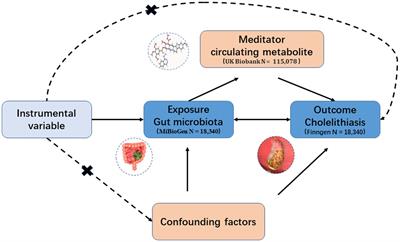 Gut microbiota, circulating metabolites, and gallstone disease: a Mendelian randomization study